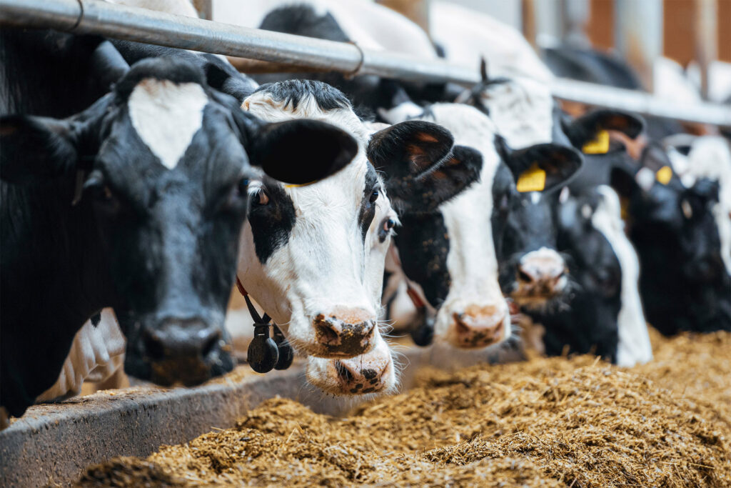 produits-laitiers-vaches
